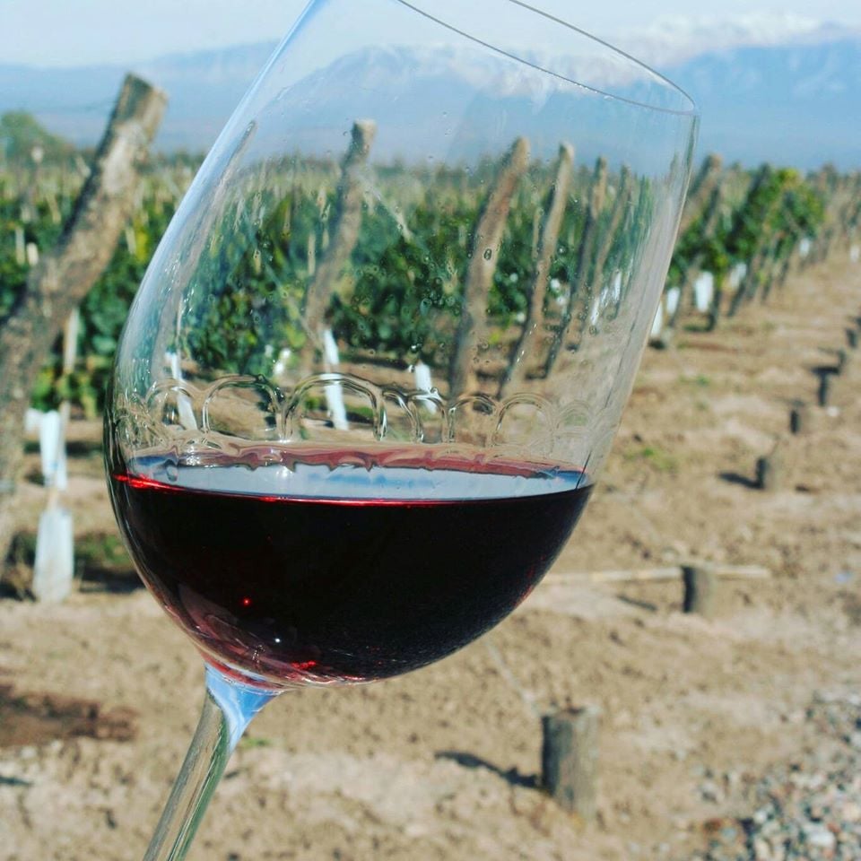Taça de vinho Malbec entre vinhedos em Chacras de Coria