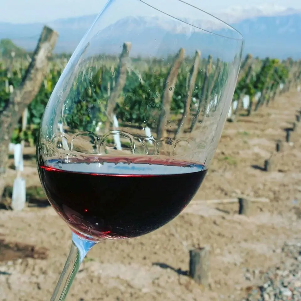 Malbec-Weinglas in den Weinbergen von Chacras de Coria