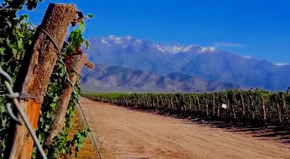 Malbec-Weinberg in Chacras de Coria, Mendoza