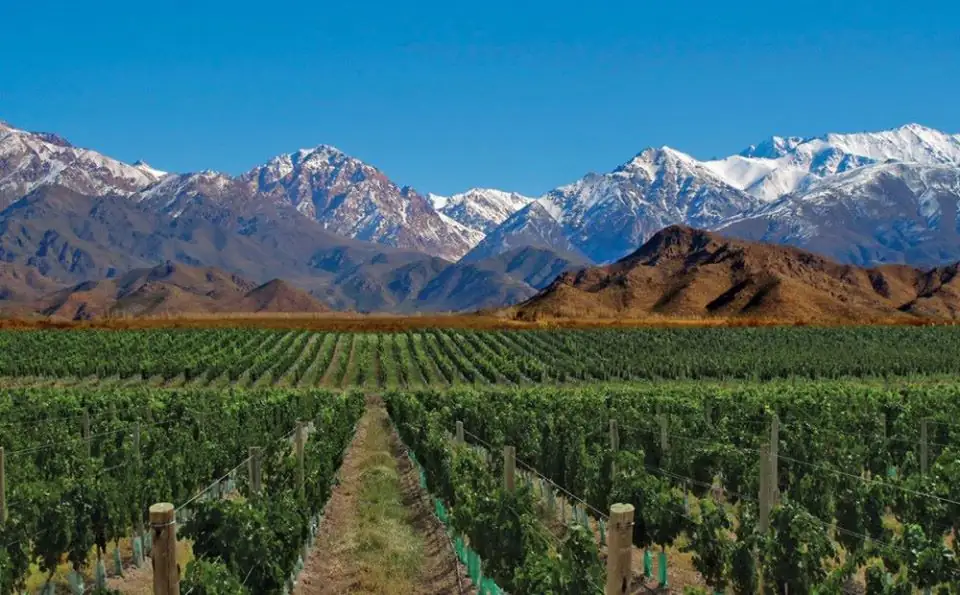 Malbec-Weinberge mit schneebedeckter Gebirgskette im Hintergrund