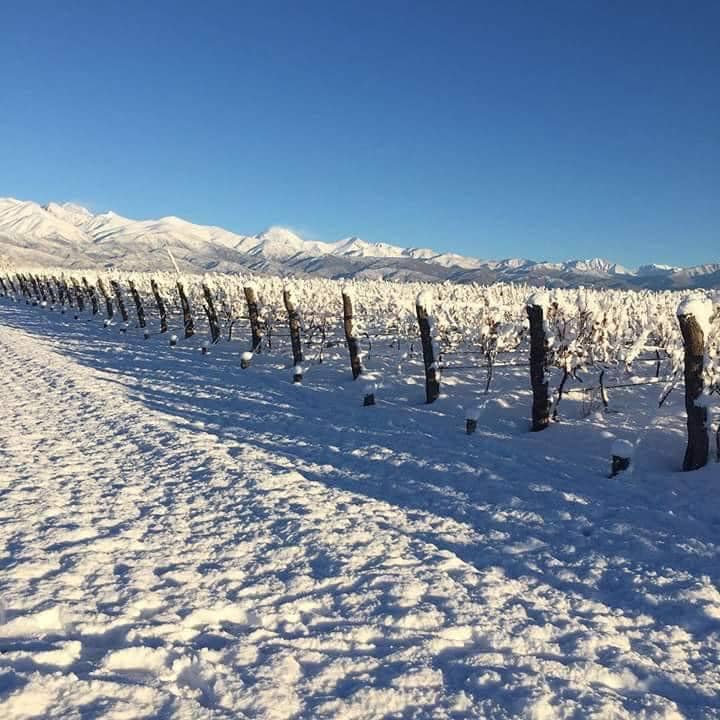 Vinhedos nevados junto à Cordilheira em Mendoza