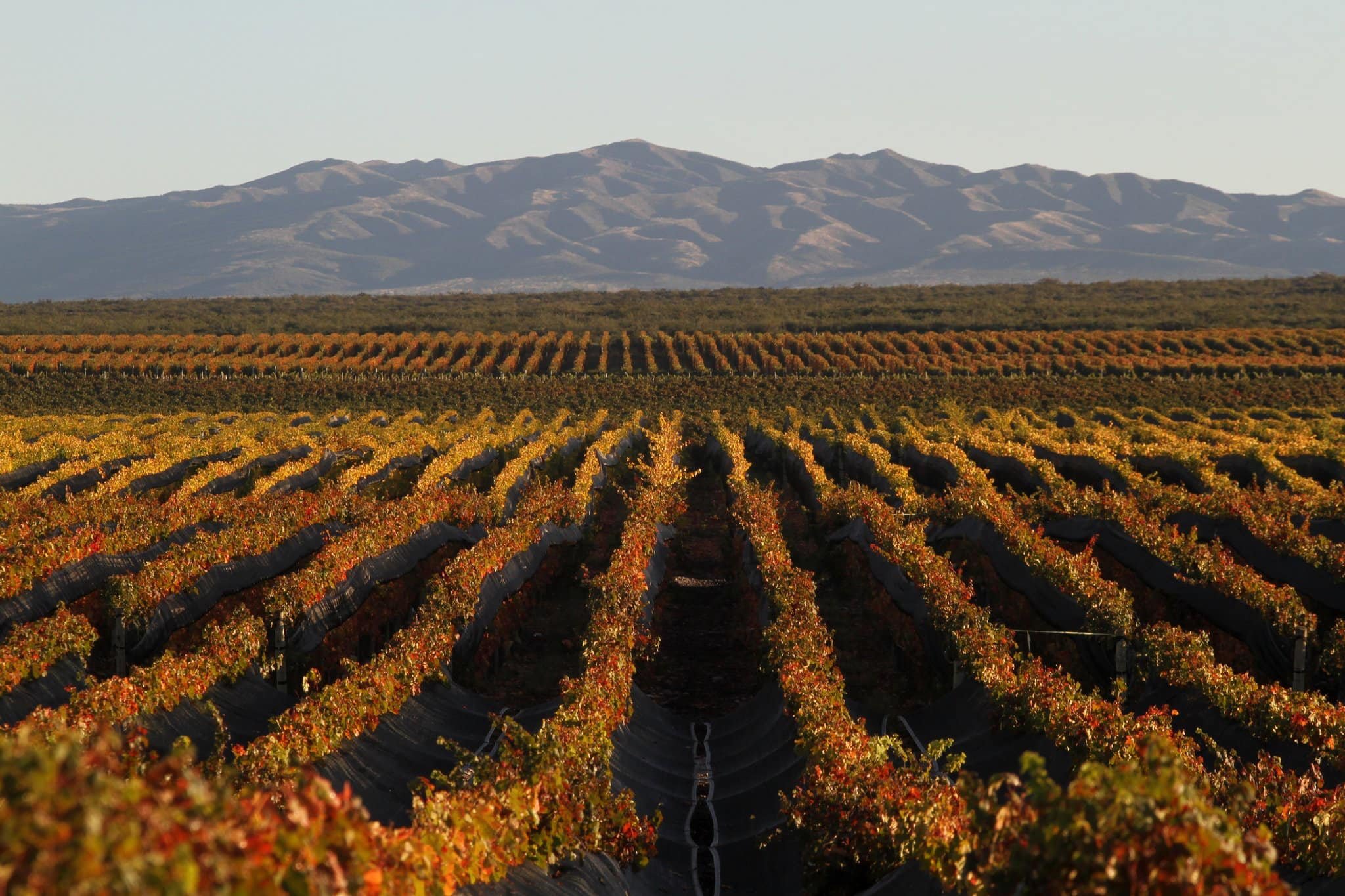Vinhedos no outono em Mendoza, Malbec