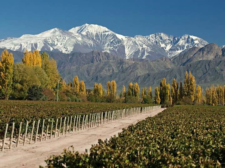 Vinhedos em San Carlos, Vale de Uco, Mendoza