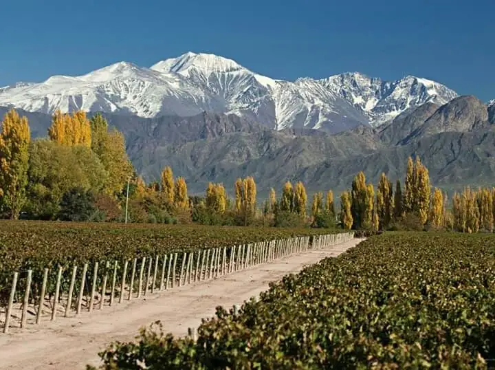 Weinberge in San Carlos, Uco-Tal, Mendoza
