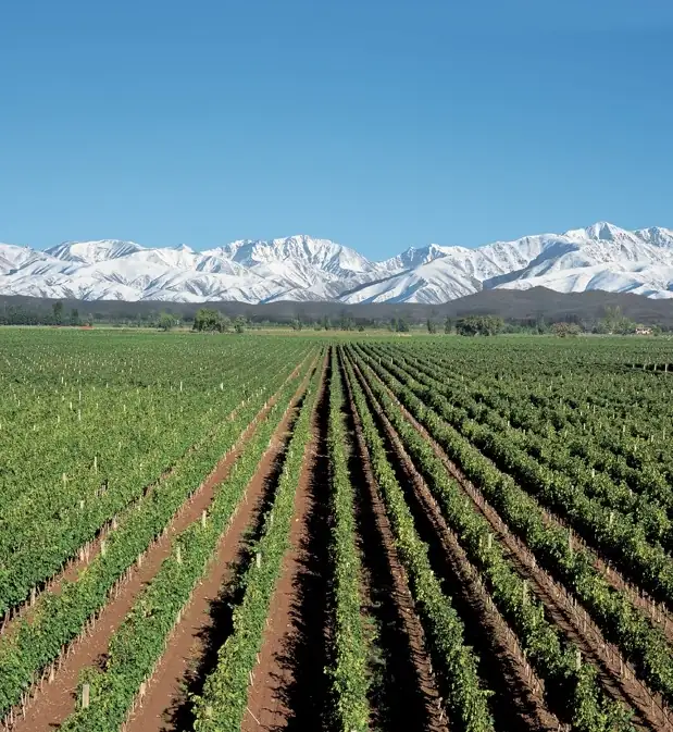 Weinberge in Tunuyán, Uco-Tal, Mendoza