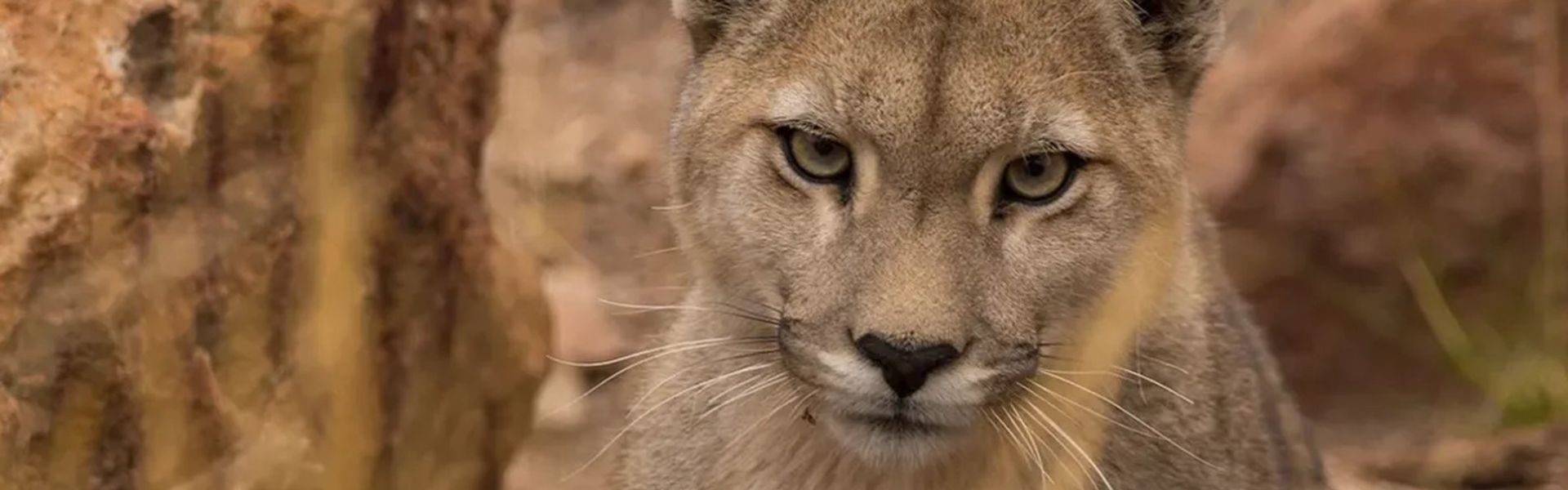 Puma andino em primeiro plano com olhar intenso nas paisagens naturais de Mendoza, símbolo de força e liberdade na região