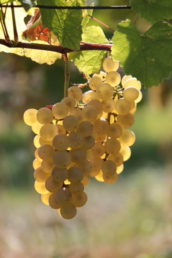 Cacho de uva dourada iluminado pelo sol em Chacras de Coria, Mendoza Leisure Time